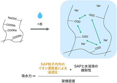 吸水|吸水性樹脂（SAP）の構造・原理および用途